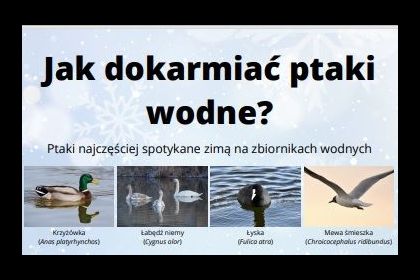 Jak dokarmiać ptaki wodne